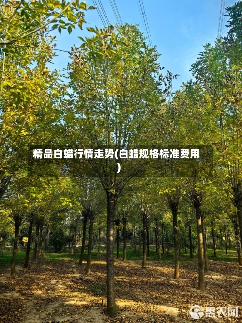 精品白蜡行情走势(白蜡规格标准费用)