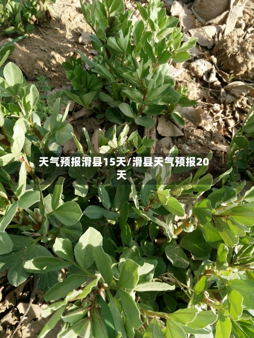 天气预报滑县15天/滑县天气预报20天