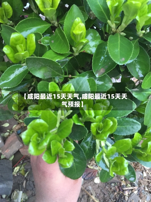 【咸阳最近15天天气,咸阳最近15天天气预报】