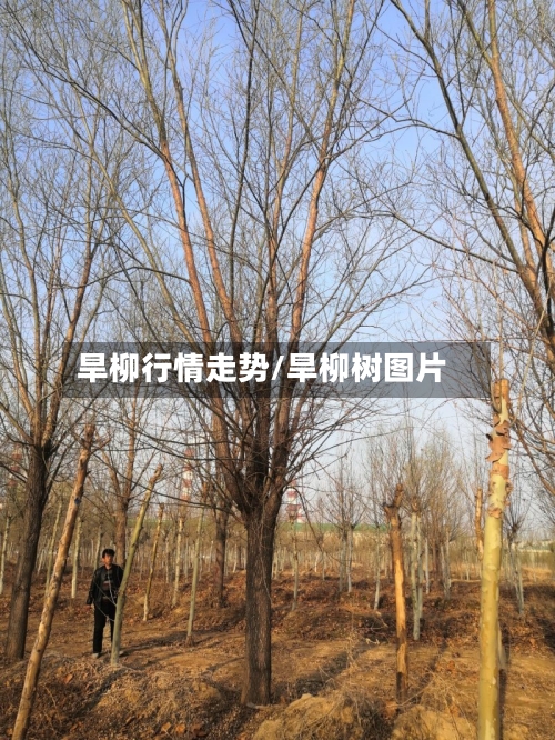 旱柳行情走势/旱柳树图片