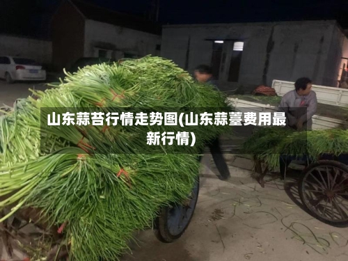 山东蒜苔行情走势图(山东蒜薹费用最新行情)