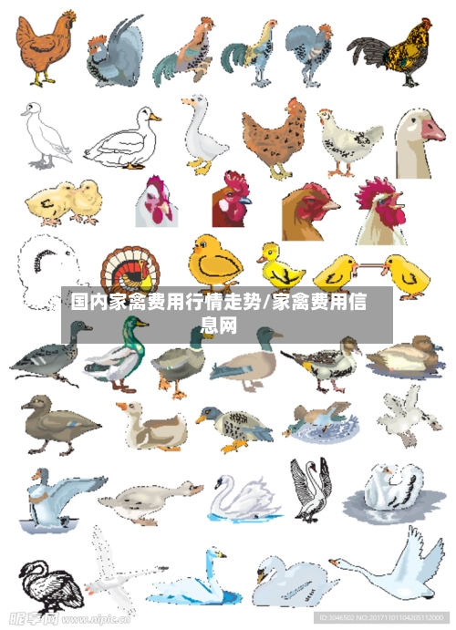 国内家禽费用行情走势/家禽费用信息网