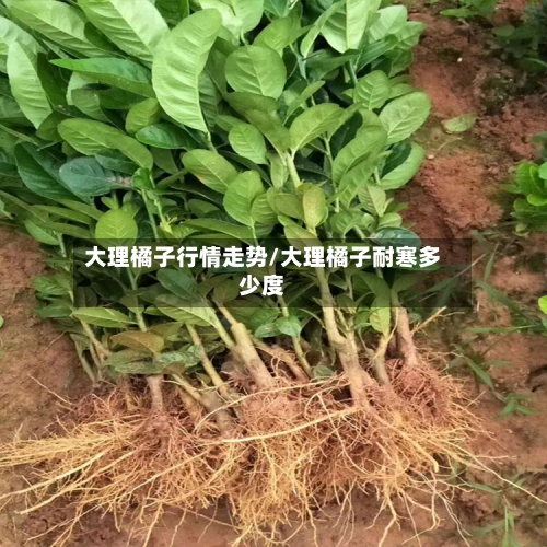 大理橘子行情走势/大理橘子耐寒多少度