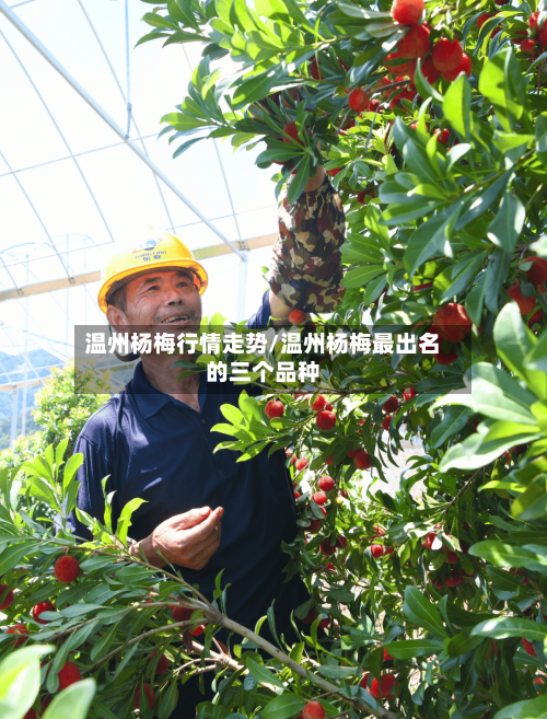 温州杨梅行情走势/温州杨梅最出名的三个品种
