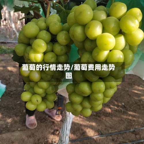 葡萄的行情走势/葡萄费用走势图