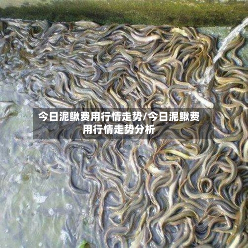 今日泥鳅费用行情走势/今日泥鳅费用行情走势分析