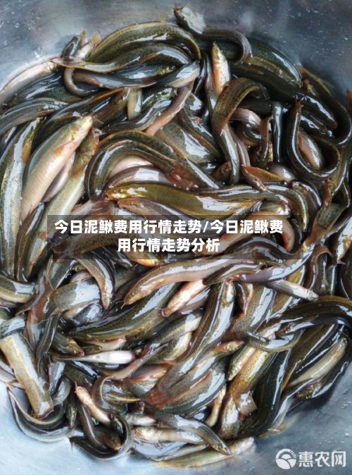今日泥鳅费用行情走势/今日泥鳅费用行情走势分析