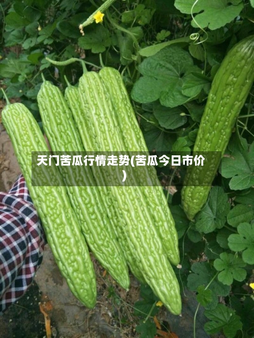 天门苦瓜行情走势(苦瓜今日市价)