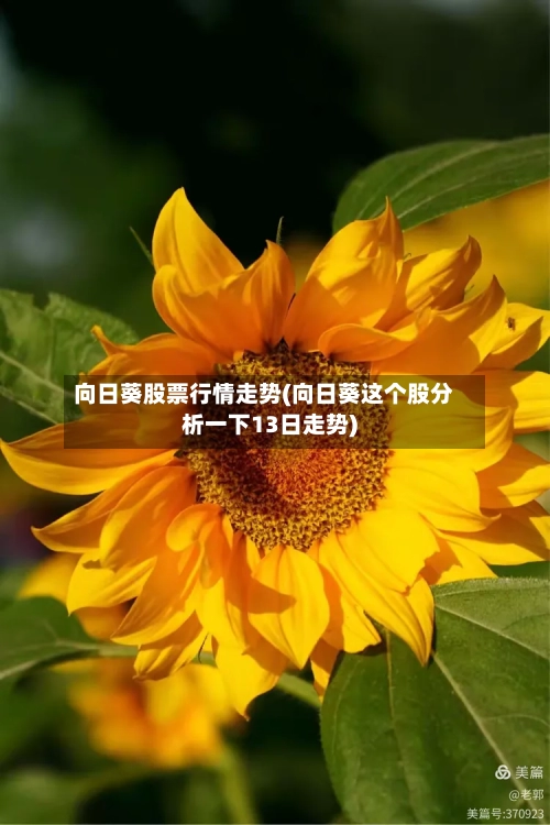 向日葵股票行情走势(向日葵这个股分析一下13日走势)