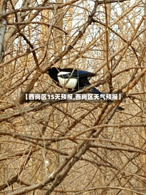 【西岗区15天预报,西岗区天气预报】