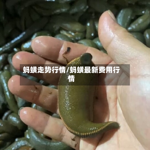 蚂蟥走势行情/蚂蟥最新费用行情