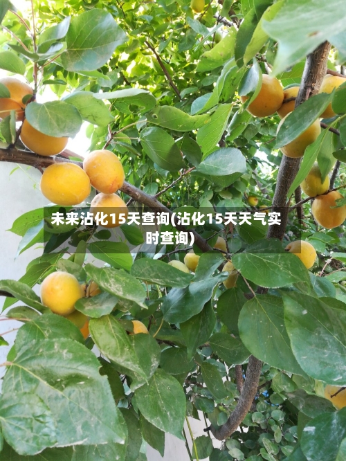 未来沾化15天查询(沾化15天天气实时查询)