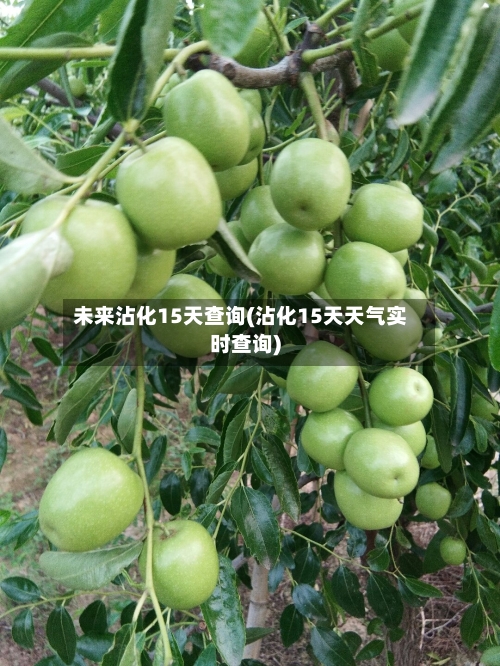 未来沾化15天查询(沾化15天天气实时查询)