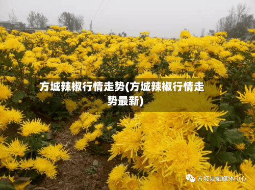 方城辣椒行情走势(方城辣椒行情走势最新)