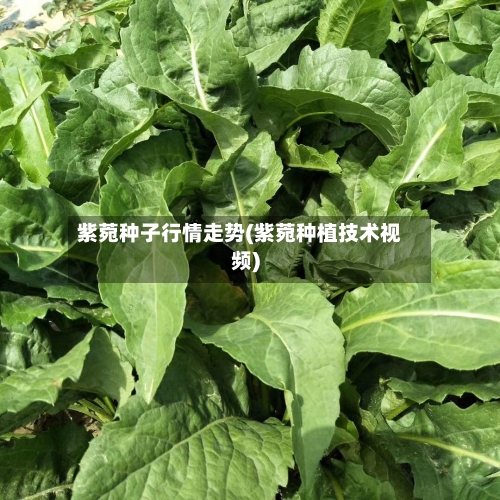 紫菀种子行情走势(紫菀种植技术视频)
