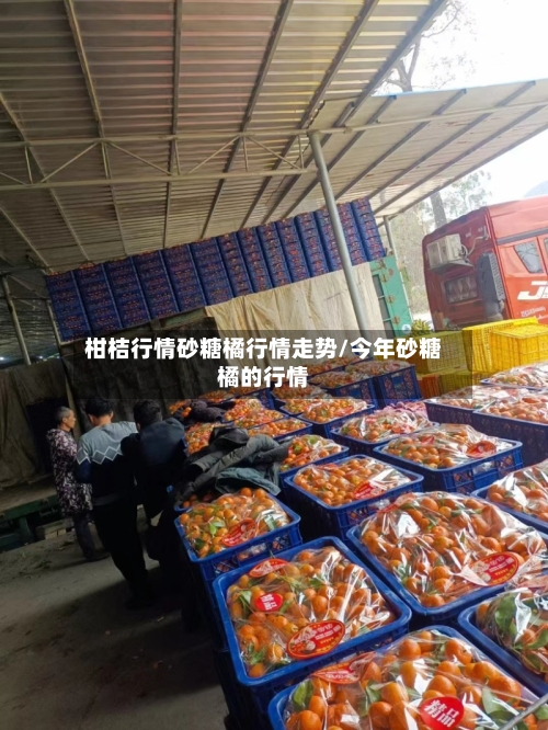柑桔行情砂糖橘行情走势/今年砂糖橘的行情