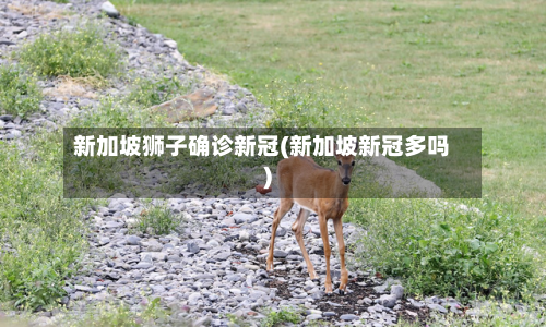新加坡狮子确诊新冠(新加坡新冠多吗)