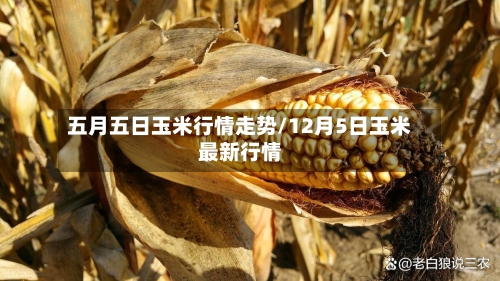 五月五日玉米行情走势/12月5日玉米最新行情