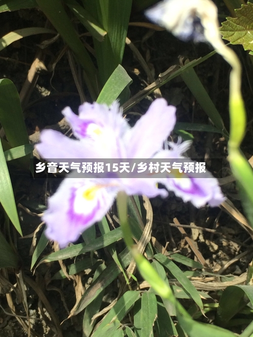 乡音天气预报15天/乡村天气预报