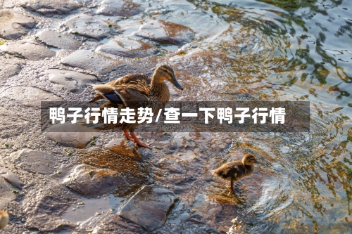 鸭子行情走势/查一下鸭子行情