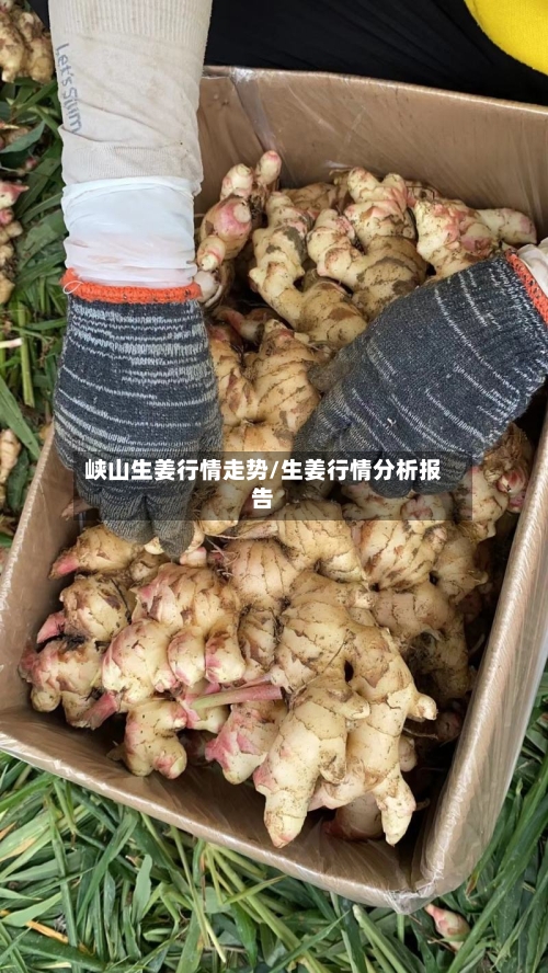峡山生姜行情走势/生姜行情分析报告
