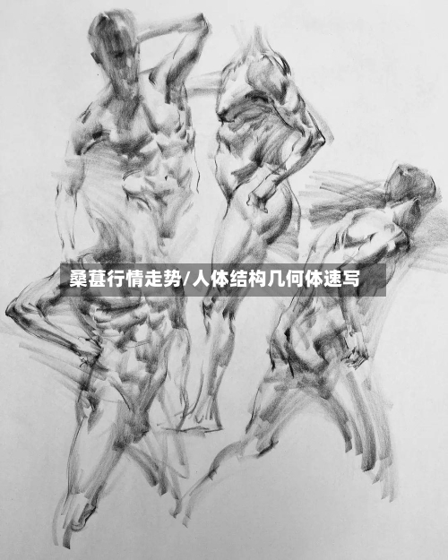 桑葚行情走势/人体结构几何体速写