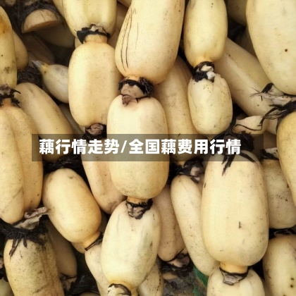 藕行情走势/全国藕费用行情