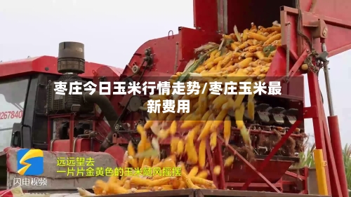 枣庄今日玉米行情走势/枣庄玉米最新费用