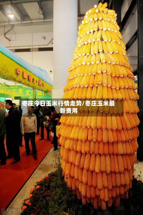 枣庄今日玉米行情走势/枣庄玉米最新费用