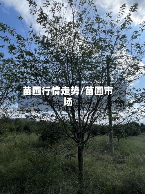 苗圃行情走势/苗圃市场