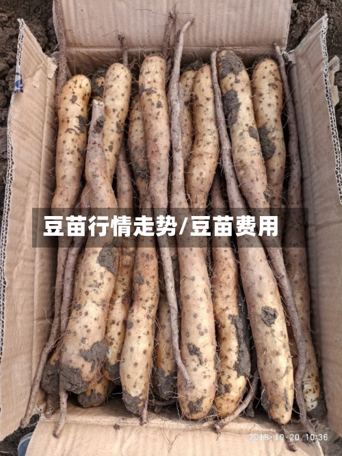 豆苗行情走势/豆苗费用