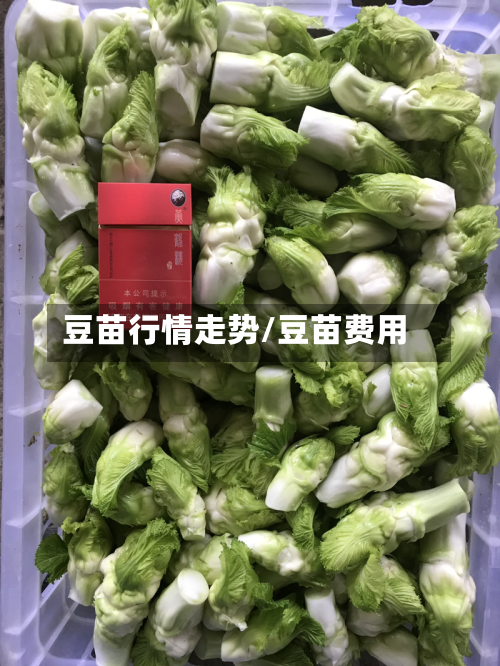 豆苗行情走势/豆苗费用