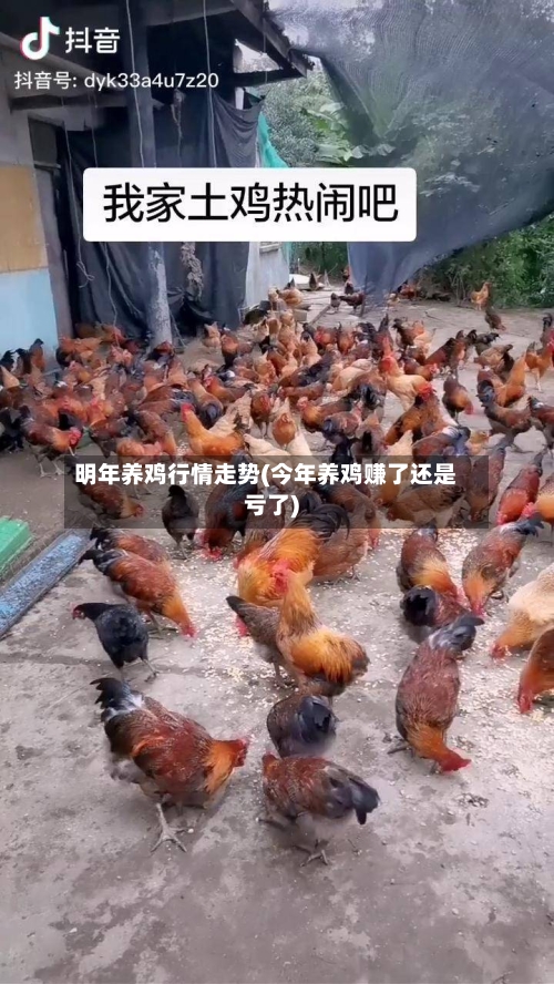 明年养鸡行情走势(今年养鸡赚了还是亏了)