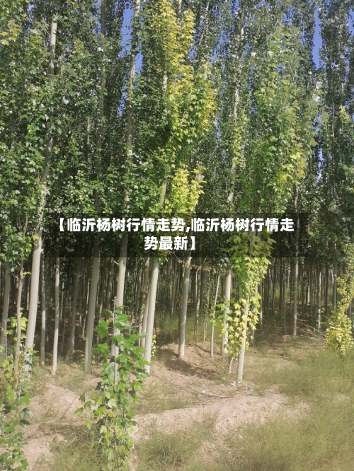 【临沂杨树行情走势,临沂杨树行情走势最新】