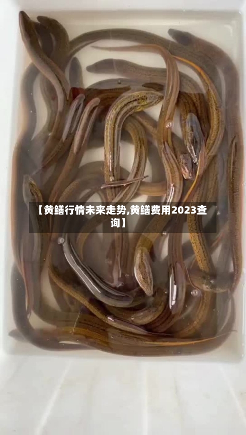 【黄鳝行情未来走势,黄鳝费用2023查询】