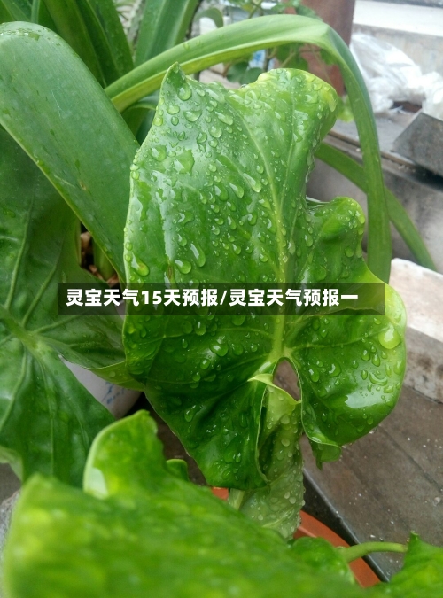 灵宝天气15天预报/灵宝天气预报一