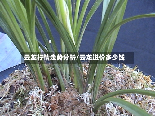 云龙行情走势分析/云龙进价多少钱