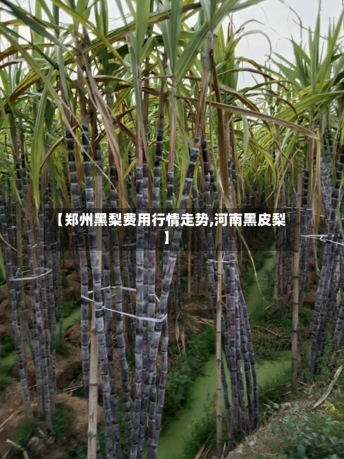 【郑州黑梨费用行情走势,河南黑皮梨】