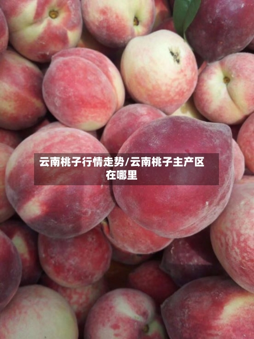云南桃子行情走势/云南桃子主产区在哪里