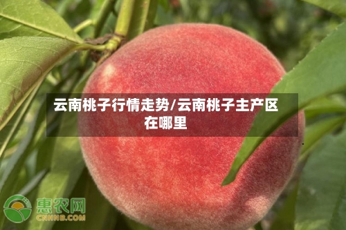 云南桃子行情走势/云南桃子主产区在哪里