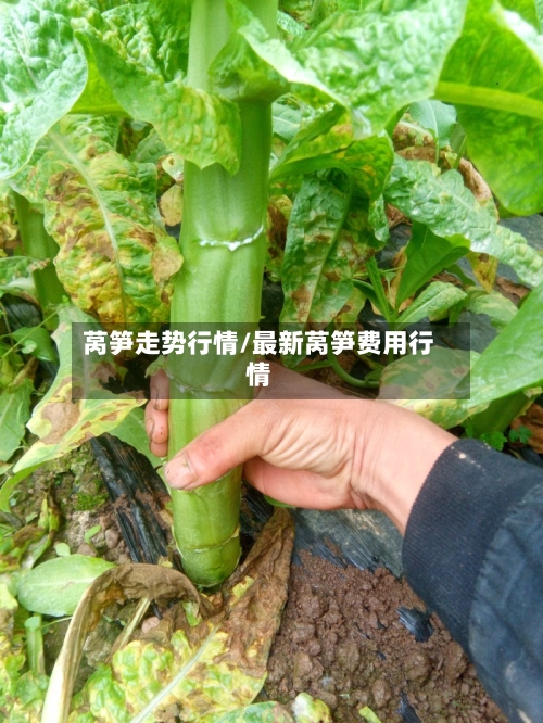 莴笋走势行情/最新莴笋费用行情