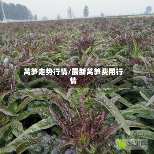 莴笋走势行情/最新莴笋费用行情