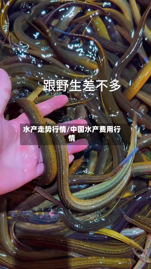 水产走势行情/中国水产费用行情