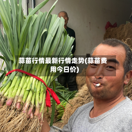 蒜苗行情最新行情走势(蒜苗费用今日价)