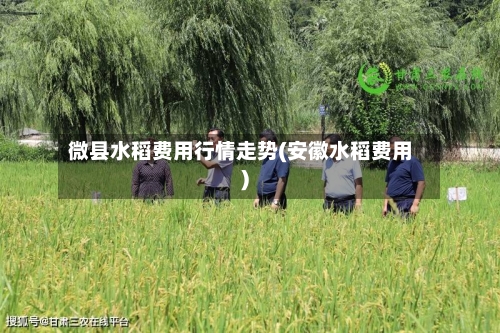 微县水稻费用行情走势(安徽水稻费用)
