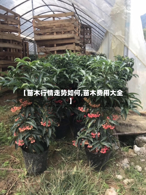 【苗木行情走势如何,苗木费用大全】