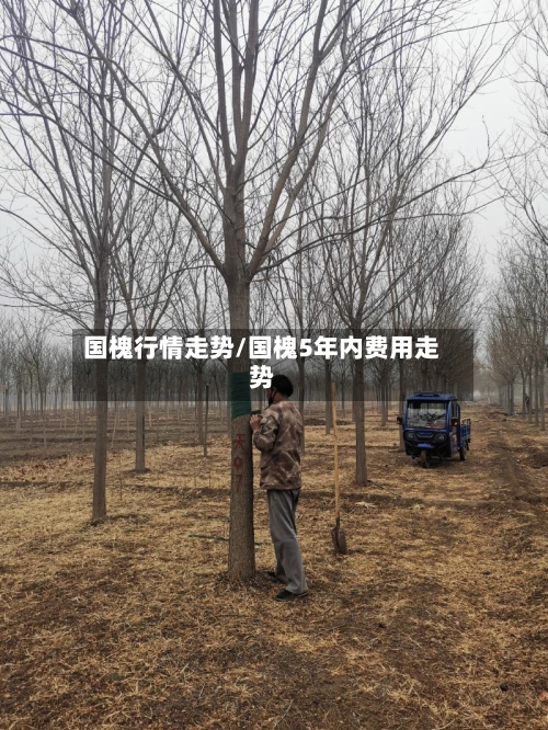 国槐行情走势/国槐5年内费用走势