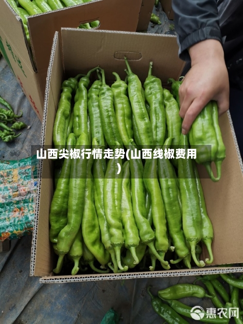 山西尖椒行情走势(山西线椒费用)