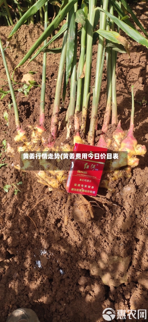 黄姜行情走势(黄姜费用今日价目表)