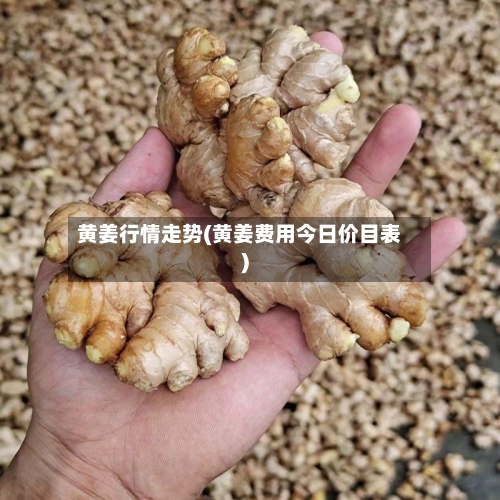 黄姜行情走势(黄姜费用今日价目表)